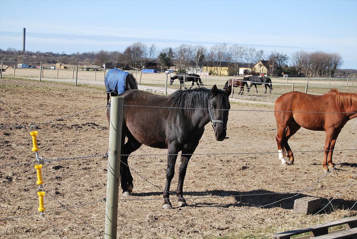 DSP Westerndorf Hirstory billede 15