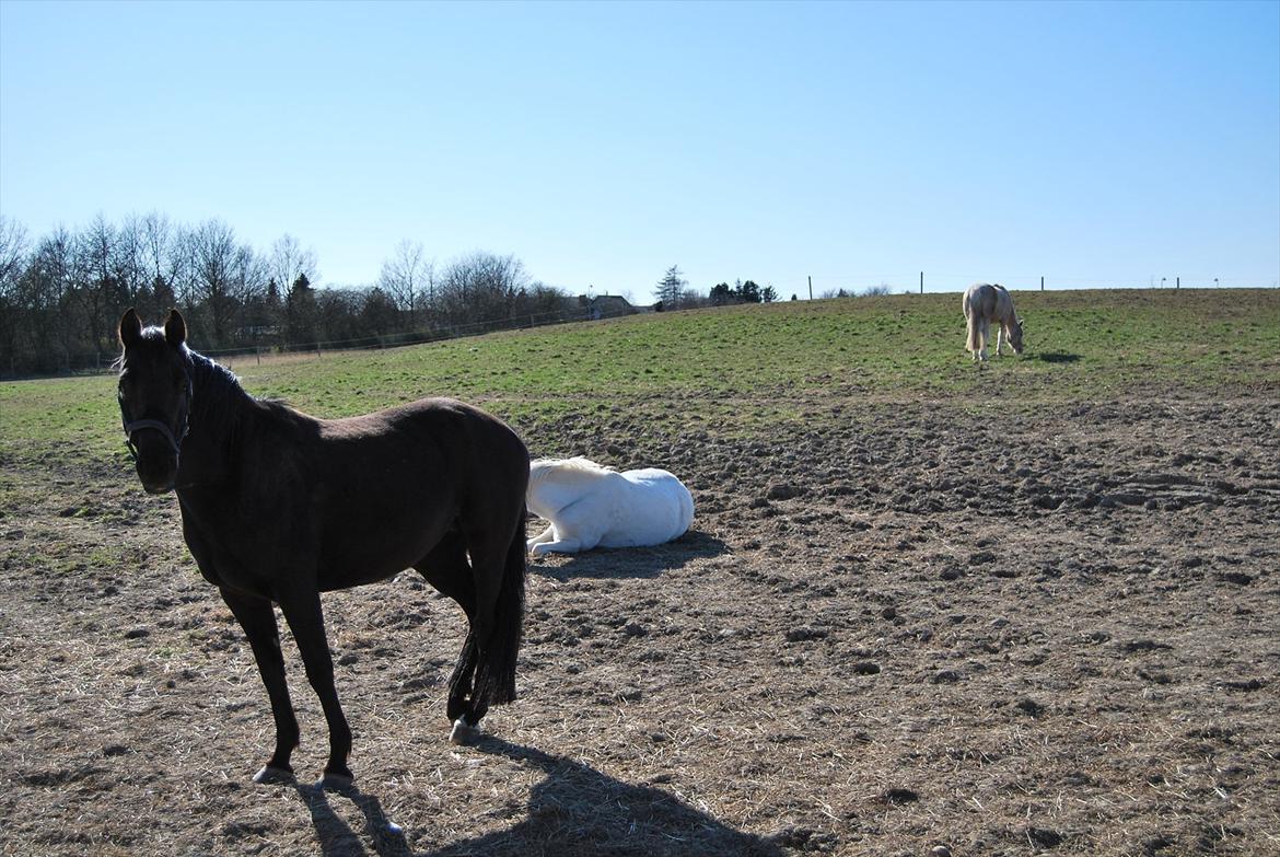 DSP Westerndorf Hirstory billede 16