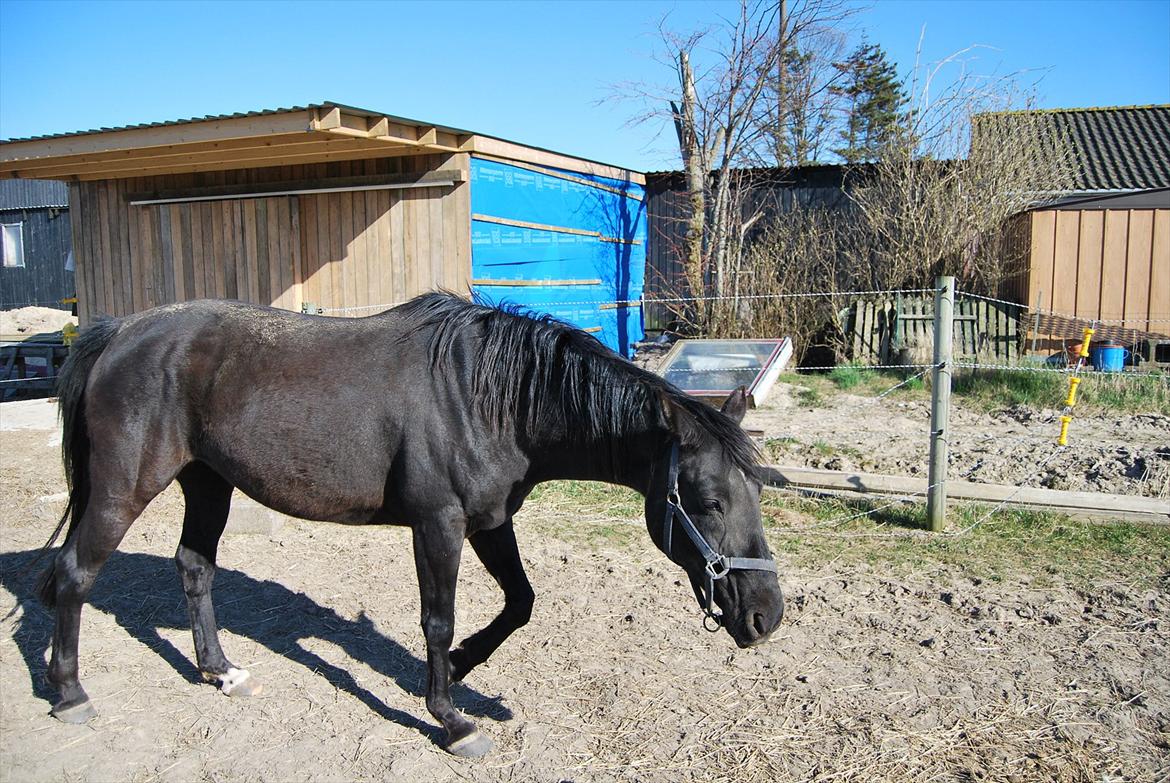 DSP Westerndorf Hirstory billede 17