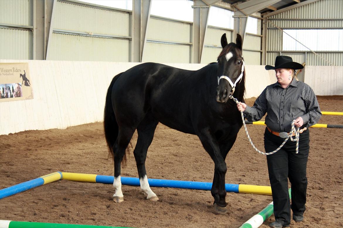 Quarter San Par Vision - Vissen til stævne i OHWR. Trail in hand. billede 9