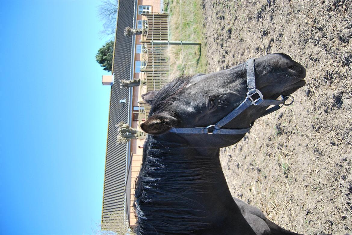 DSP Westerndorf Hirstory billede 18