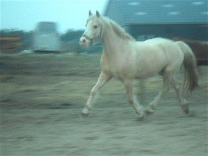 DSP Tovdal's Ivory Princess billede 18