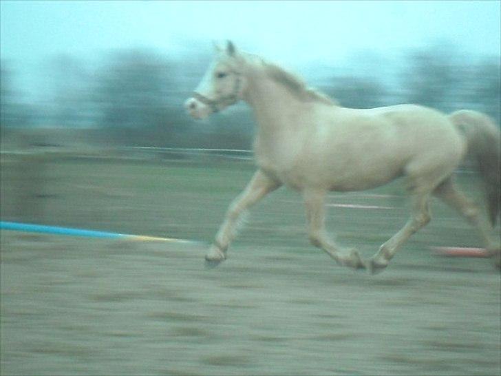 DSP Tovdal's Ivory Princess billede 20