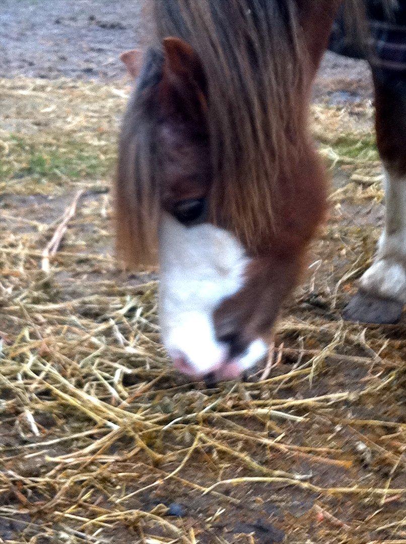 Welsh Partbred (Sec F) Finessa billede 15