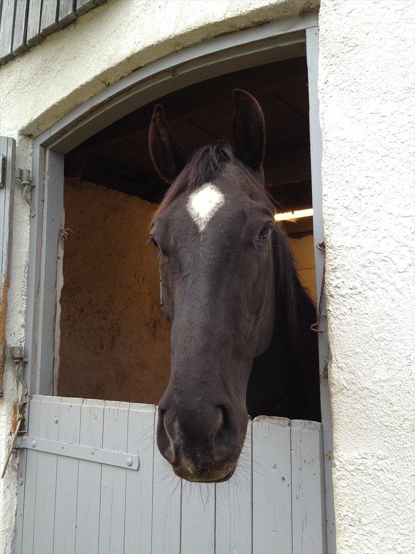 Quarter San Par Vision billede 8