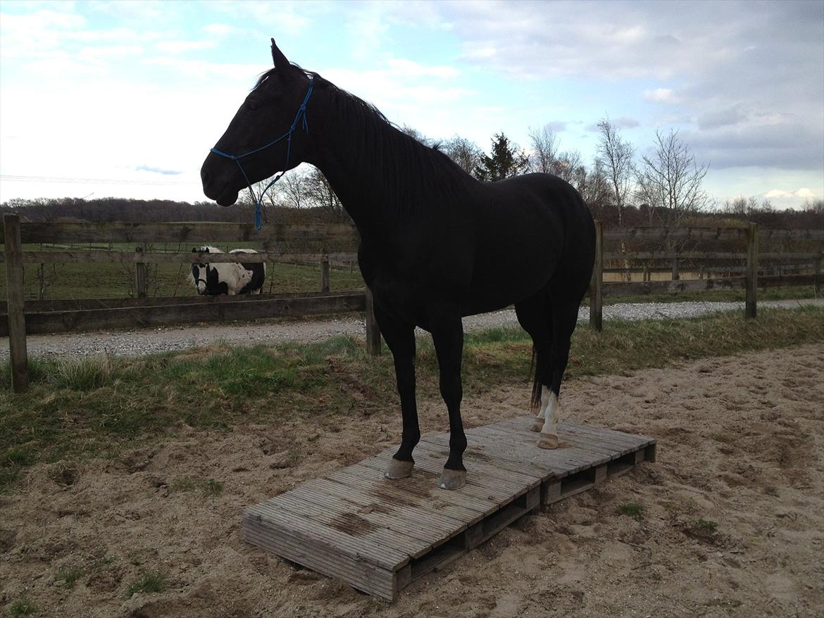 Quarter San Par Vision billede 10