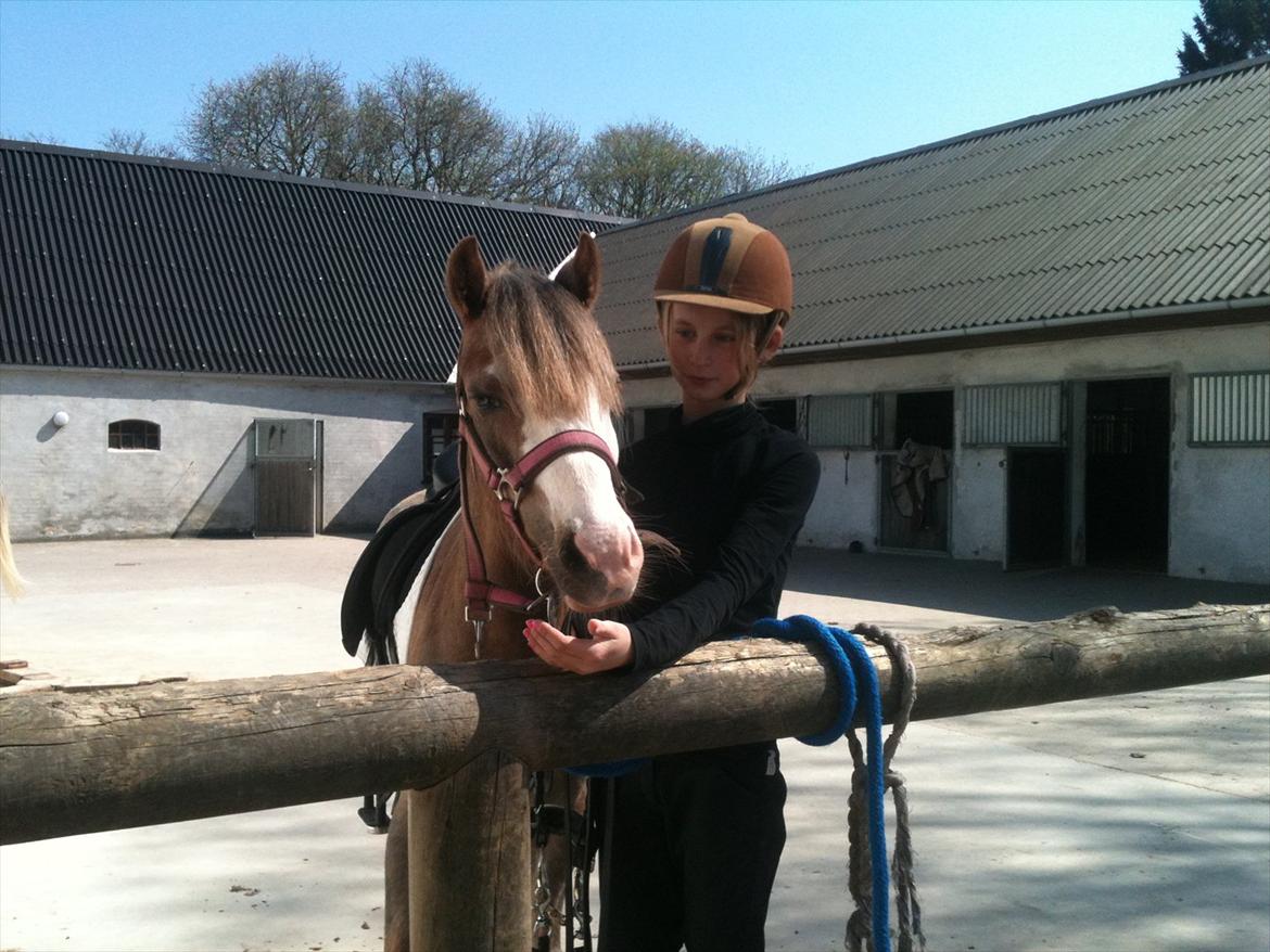 Welsh Partbred (Sec F) Finessa billede 16