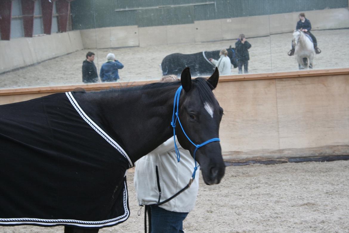 Quarter San Par Vision - Vissen under tilridningen - marts 2010 billede 11