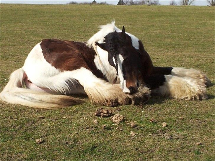 Irish Cob Hero - Nuurgh Hvor er hero sød når han ligger ned! <3 billede 13