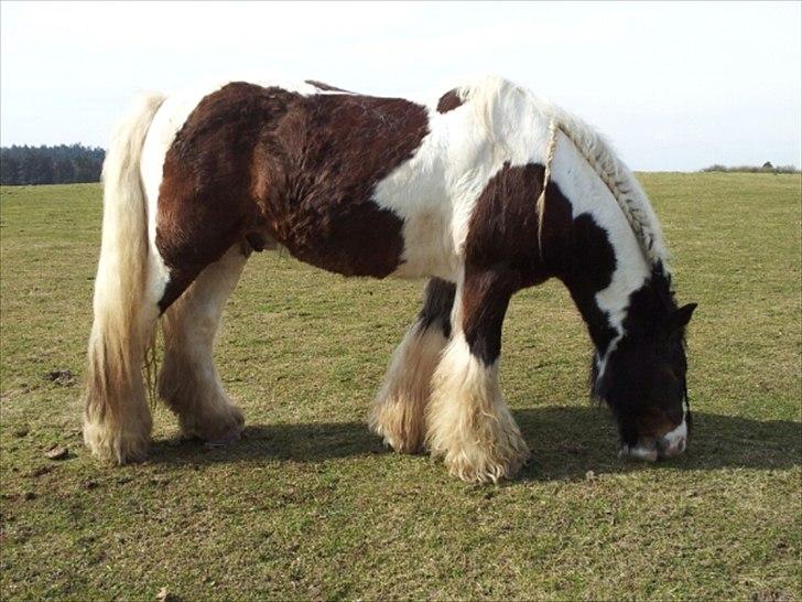 Irish Cob Hero - Smukke Smukke Hero!! <3 billede 14