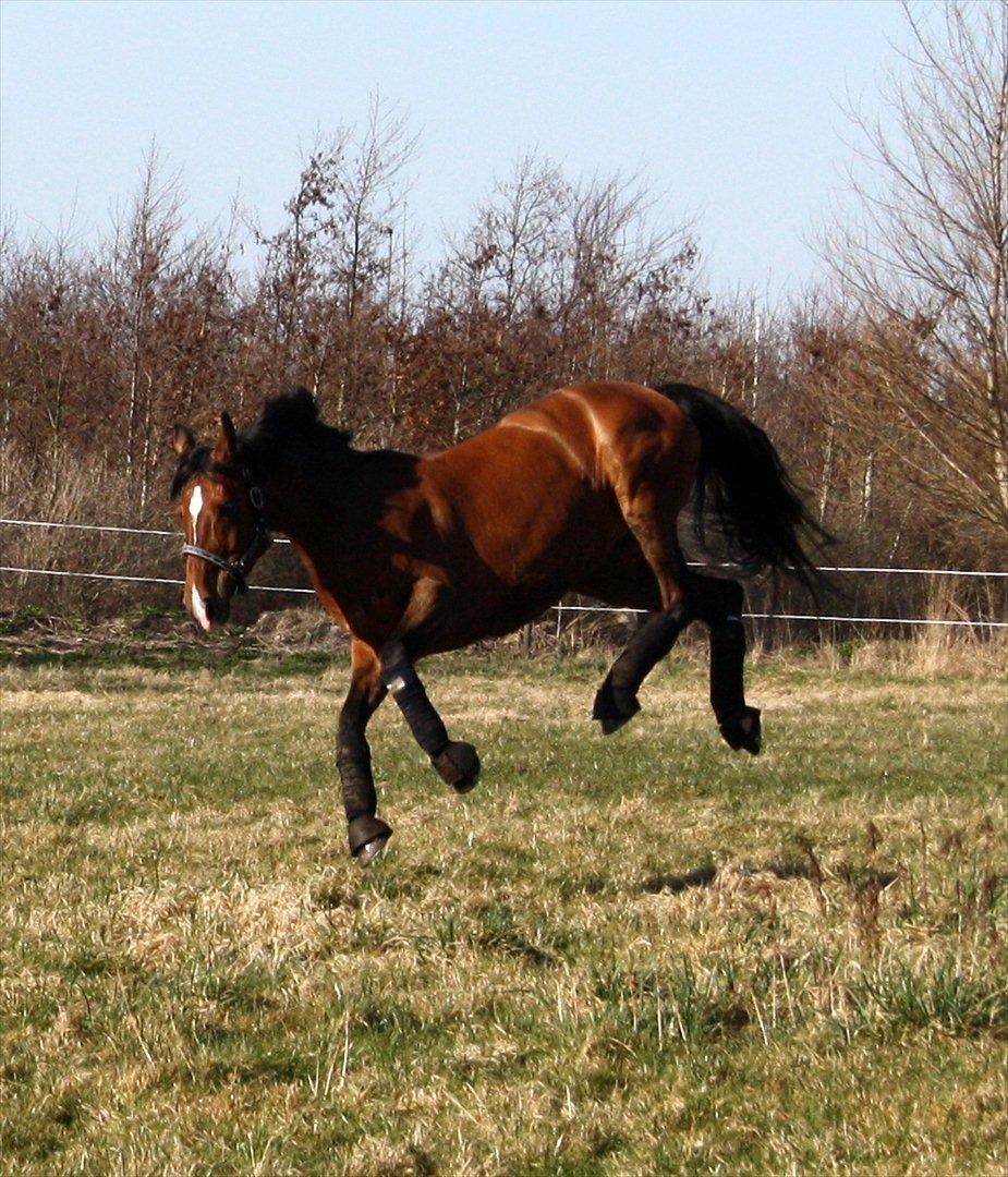 Tysk Sportspony Janine WE A-Pony billede 9