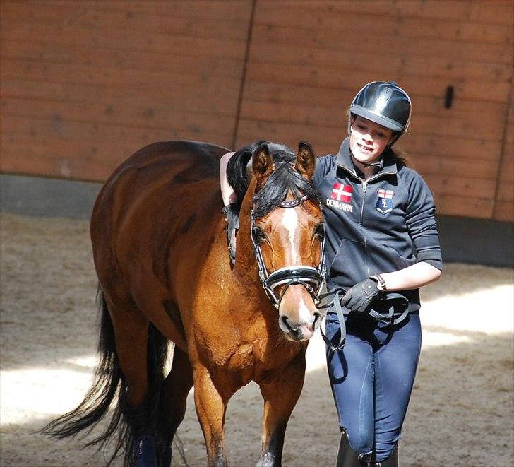 Tysk Sportspony Janine WE A-Pony billede 17