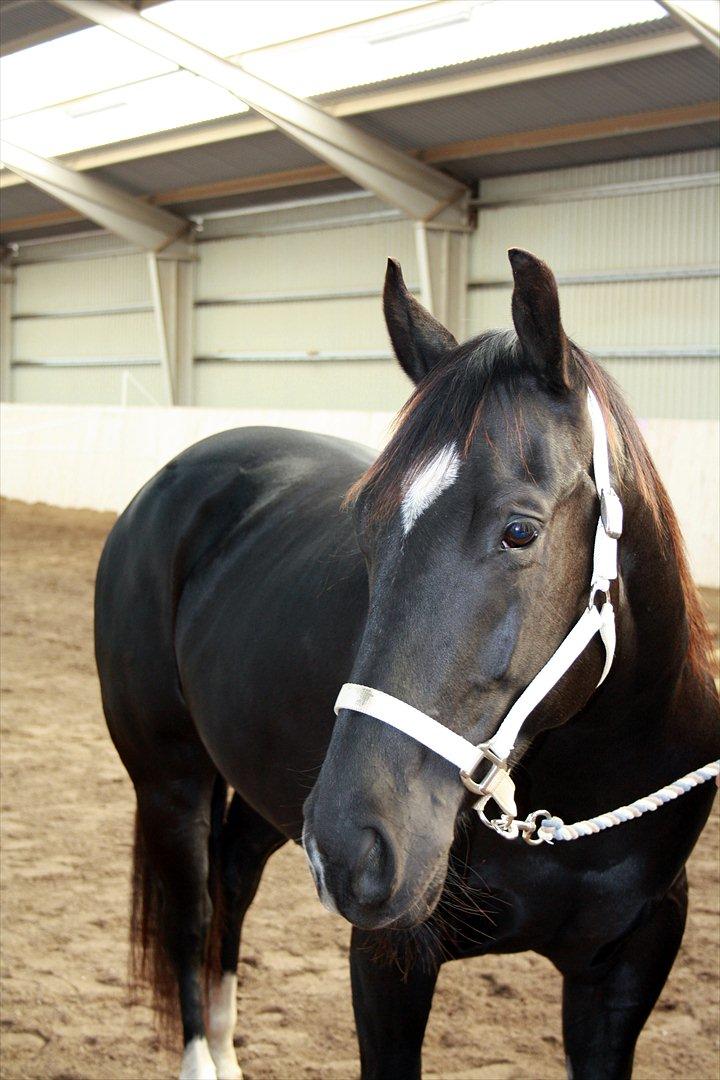 Quarter San Par Vision billede 12