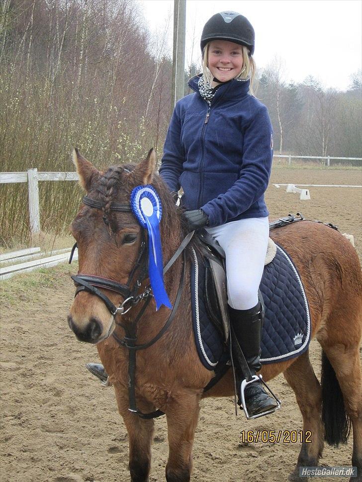 Gotlandsruss Julie (Dulle) - Vi vandt 2.plads i et ponygames stævne på NØR:D billede 5