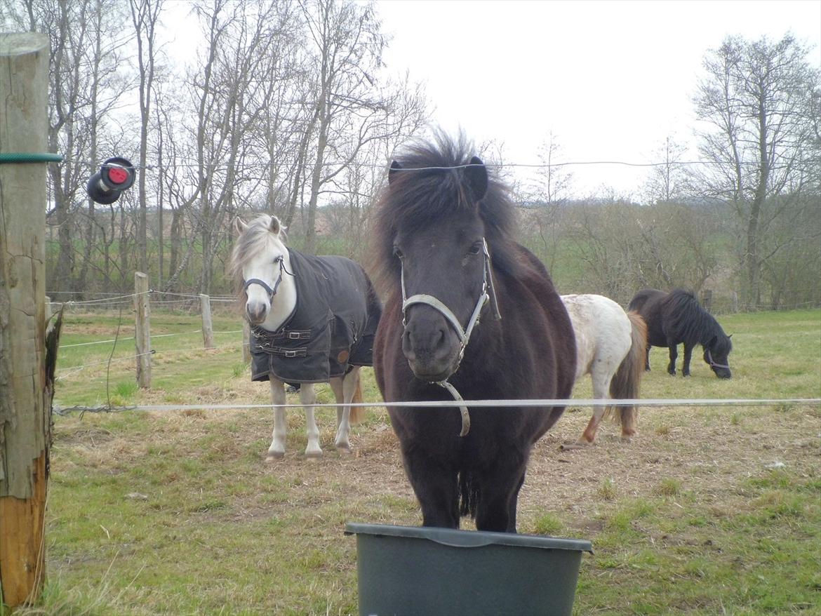 Shetlænder Beauty - Dine øjne, dit smil, dine hove hver ting er forskelige men elsker hver del af dem<3<3 billede 2