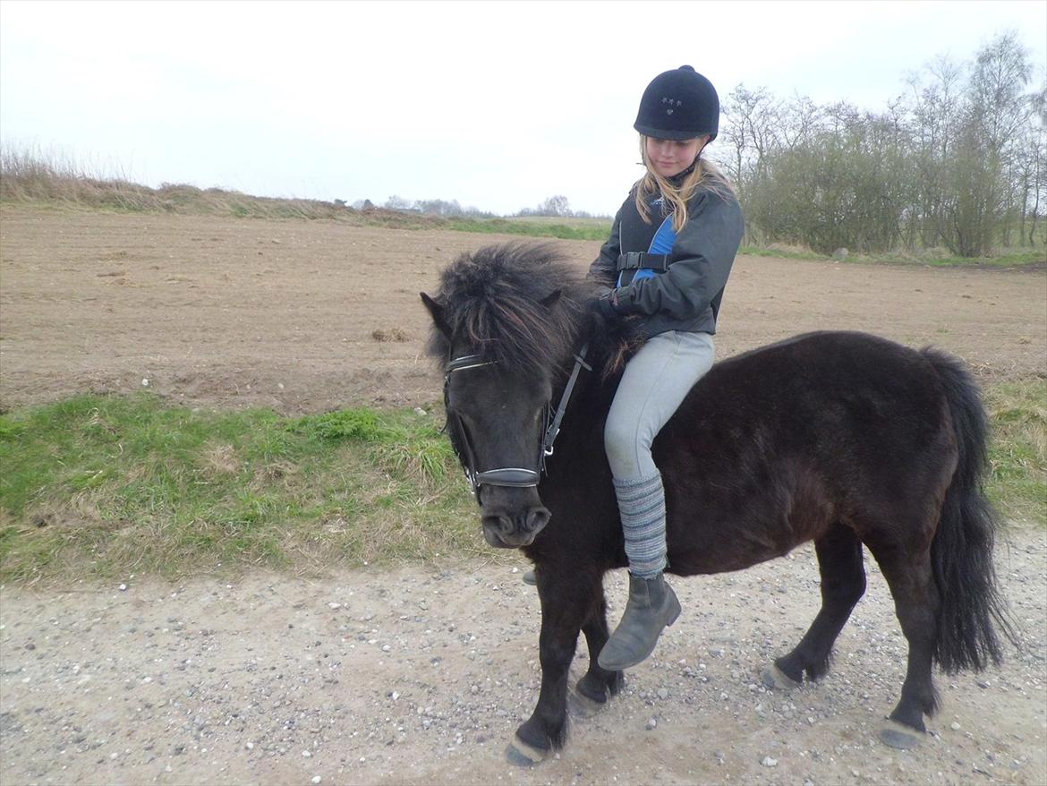 Shetlænder Beauty billede 7