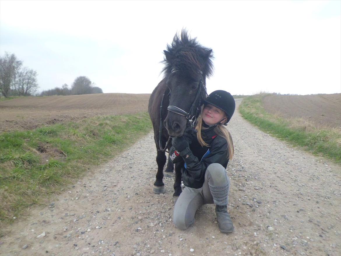 Shetlænder Beauty billede 6