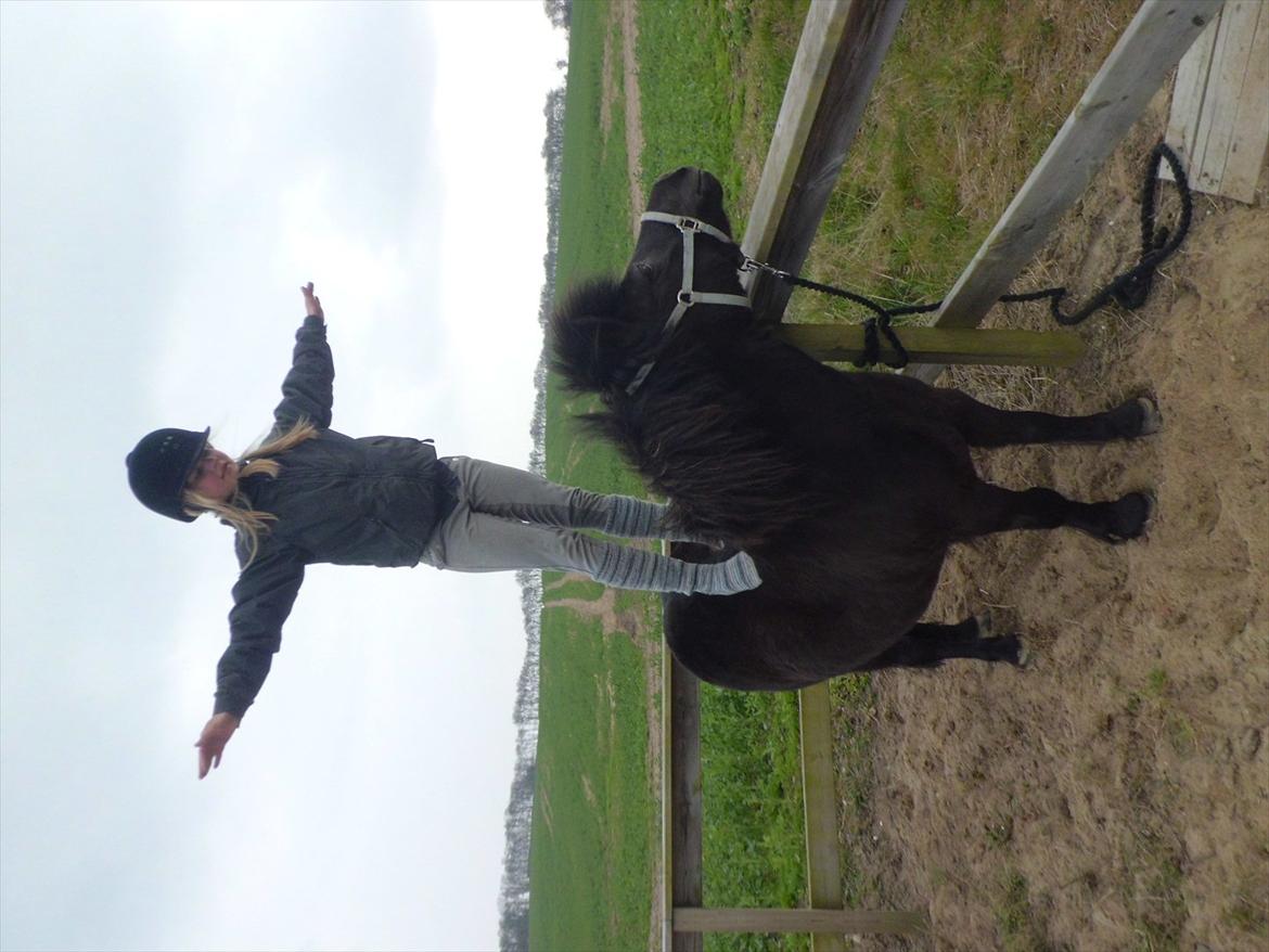 Shetlænder Beauty billede 9