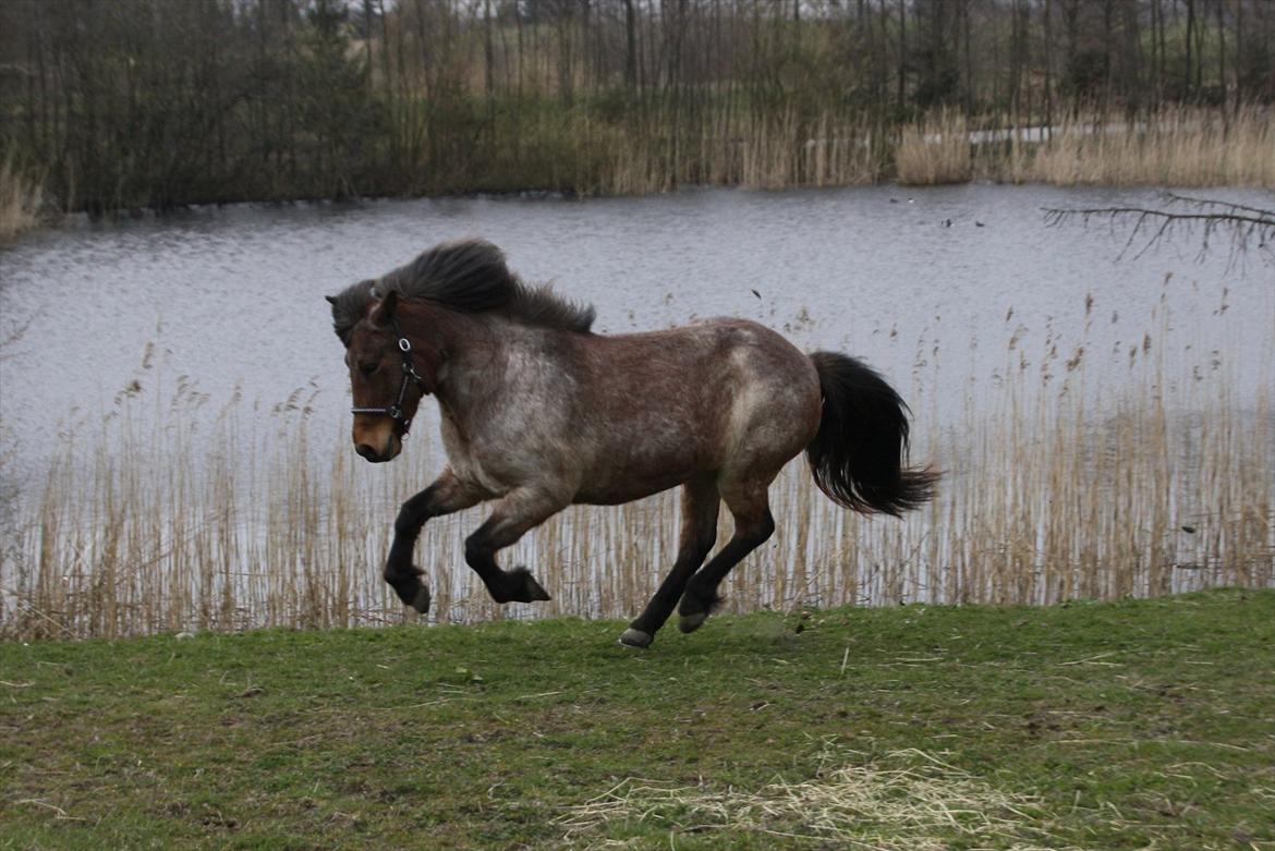 Islænder Lóa fra Alkenbjerggård - Smukke Loa i galop på folden d. 18 april 2012 billede 7