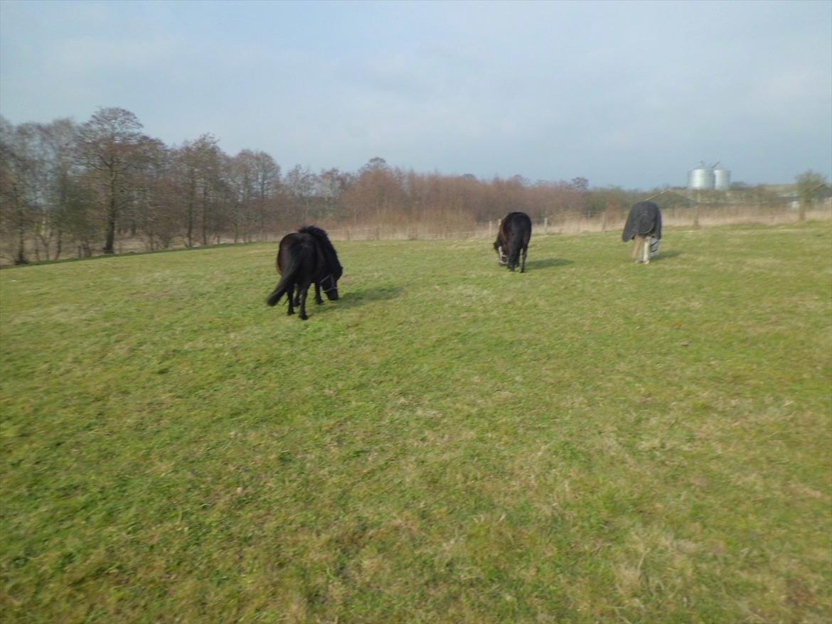 Shetlænder Beauty billede 4