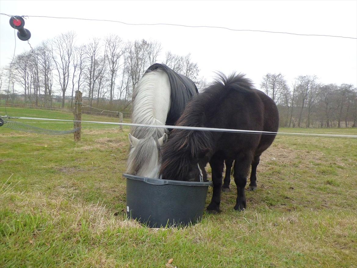 Shetlænder Beauty - Mon de kysser nede i vandtruget :D billede 3
