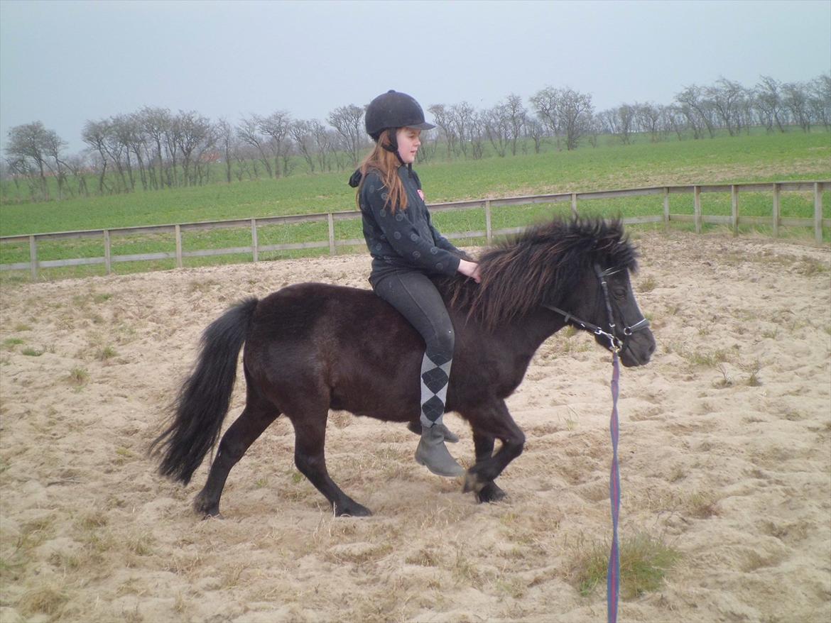 Shetlænder Beauty billede 5