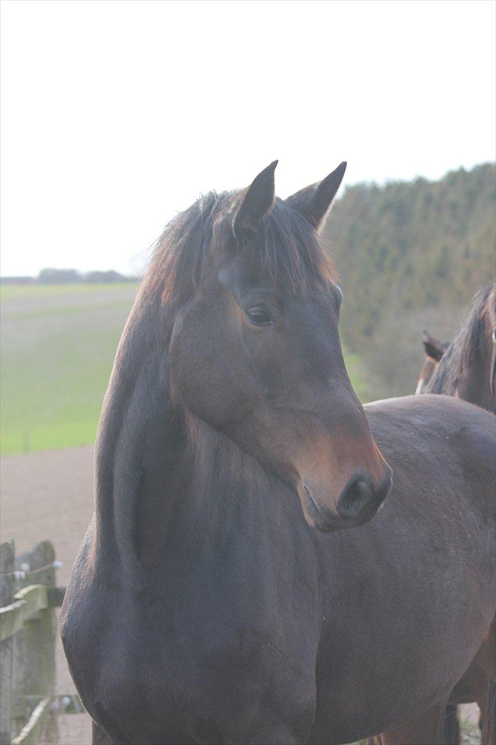 Dansk Varmblod Zakira billede 15