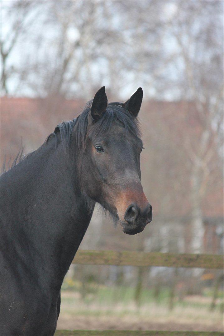 Dansk Varmblod Zakira billede 16