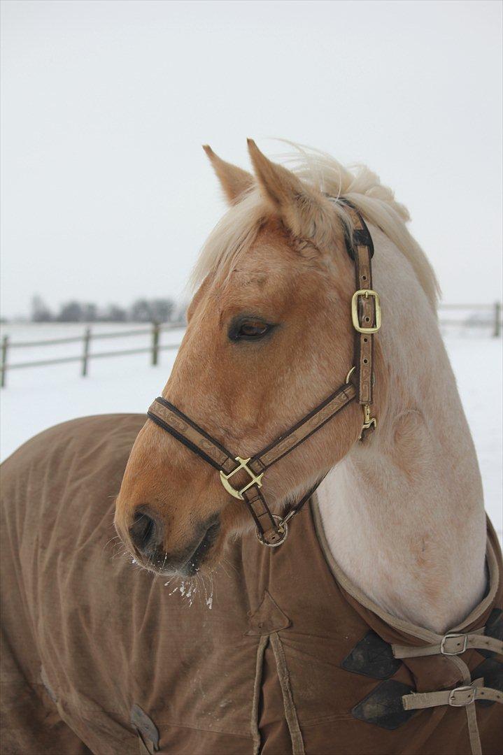 Palomino Golden Josty  - 1// Velkommen til den savnede justy! billede 1