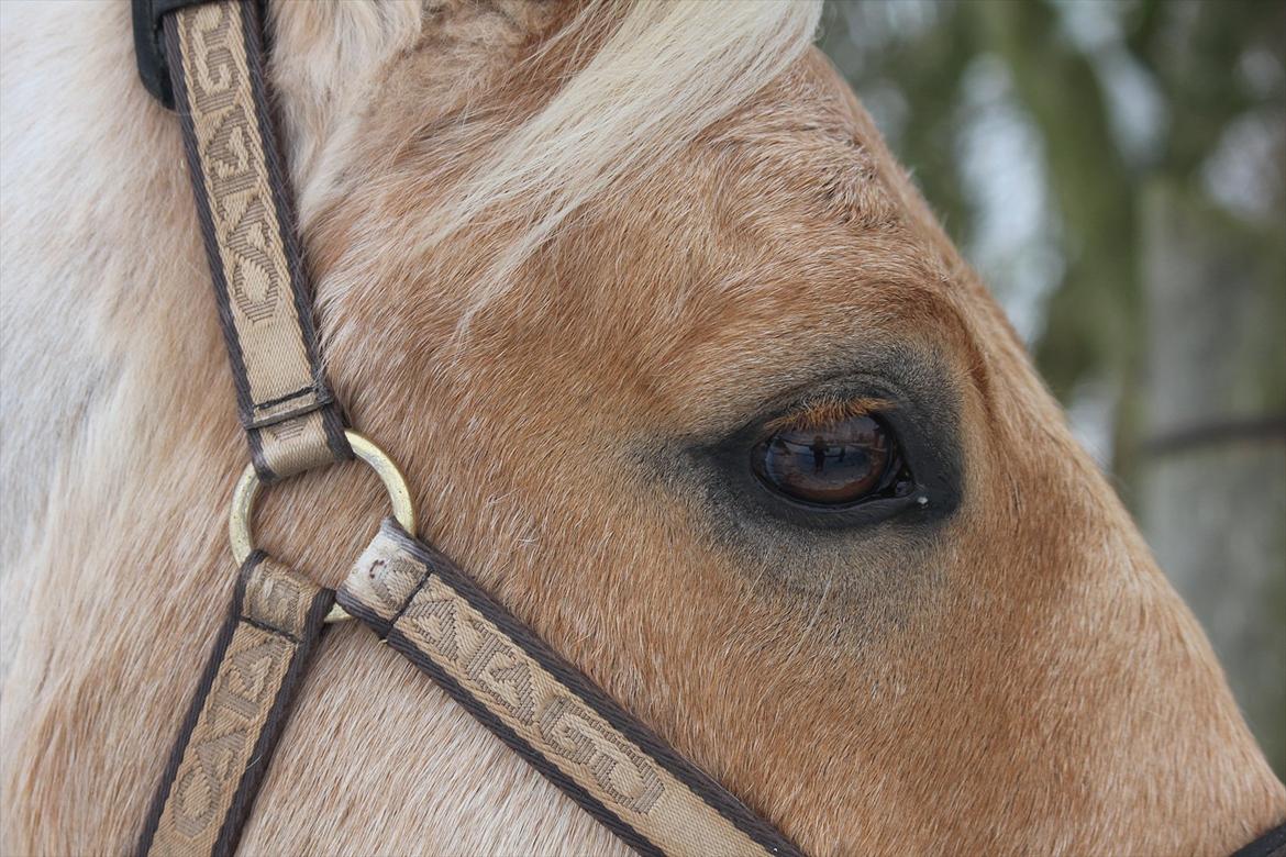 Palomino Golden Josty  billede 17