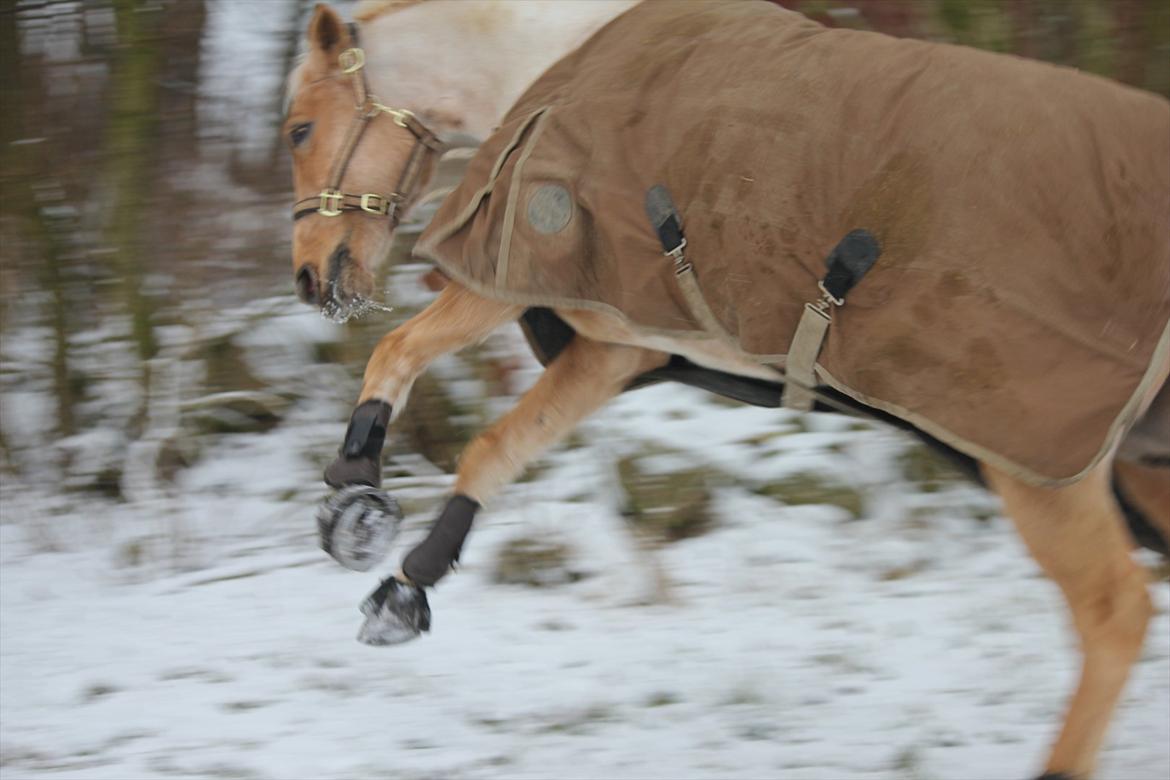 Palomino Golden Josty  billede 18