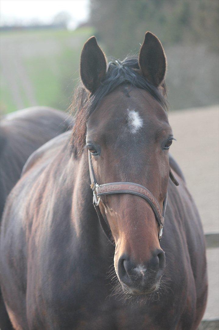 Dansk Varmblod Vestergårdens Antina billede 3