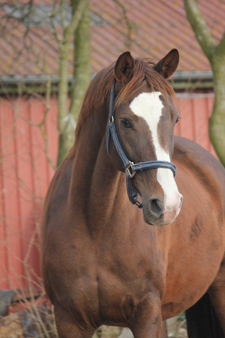 Dansk Varmblod Vestergårdens Donavill billede 1