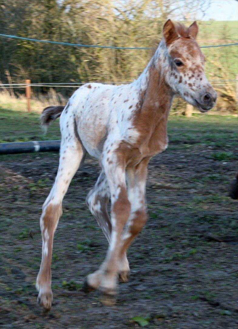 Knabstrupper stald flying´s little pony billede 1