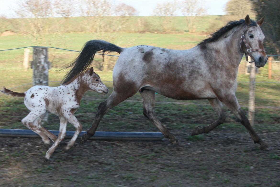 Knabstrupper stald flying´s little pony billede 2