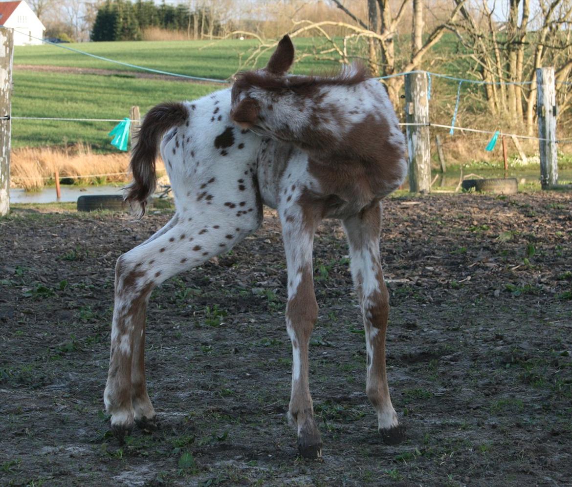 Knabstrupper stald flying´s little pony billede 4