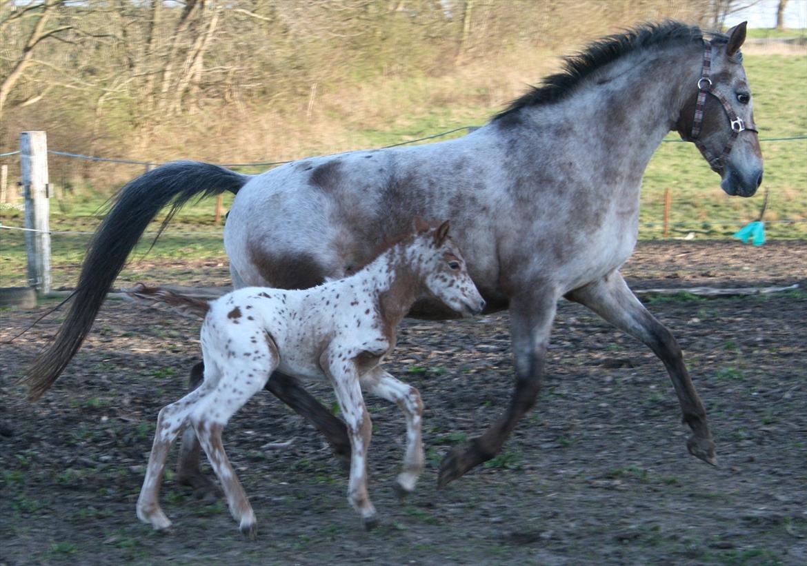 Knabstrupper stald flying´s little pony billede 5