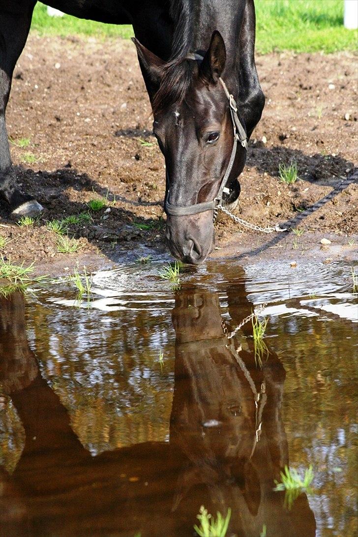 Oldenborg † Cavalcanti (Pony) - Der er jo græs i vandet!! :o)  SKS foto billede 15