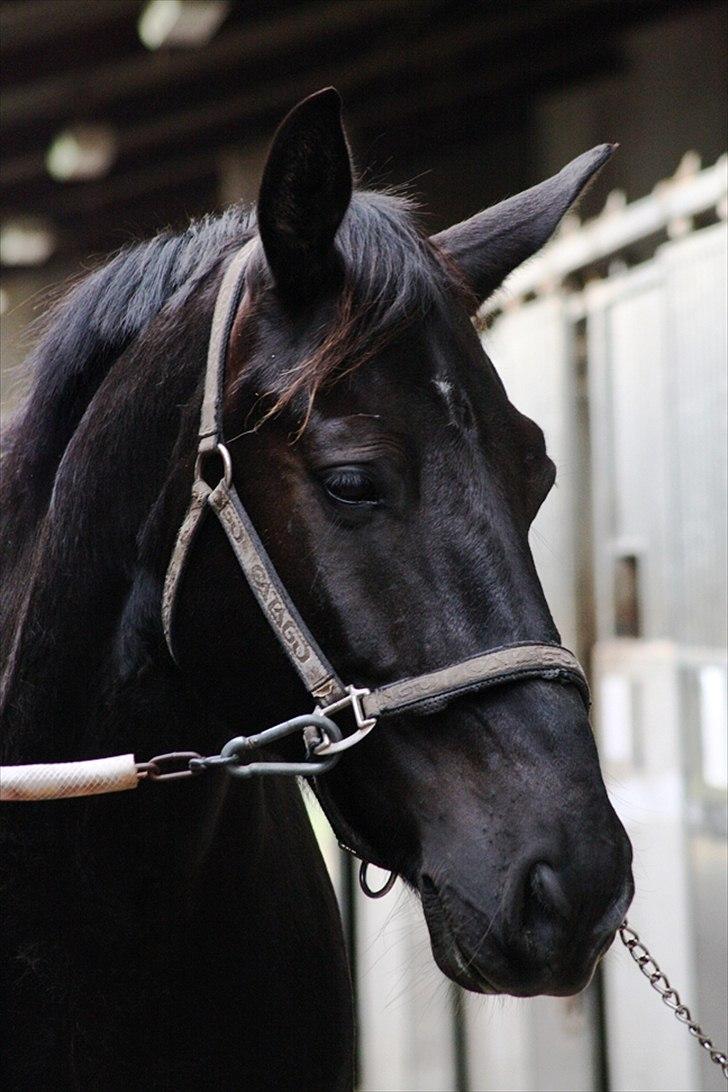 Oldenborg † Cavalcanti (Pony) - SKS foto billede 2