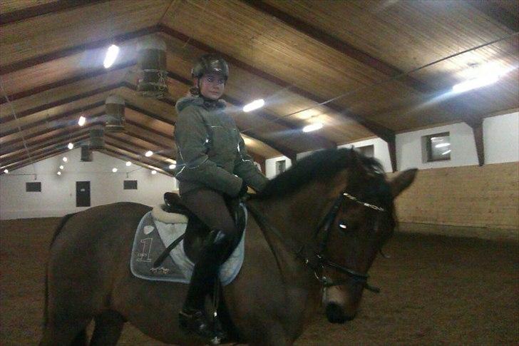 Tysk Sportspony Limbo spirit (gammel part) billede 2