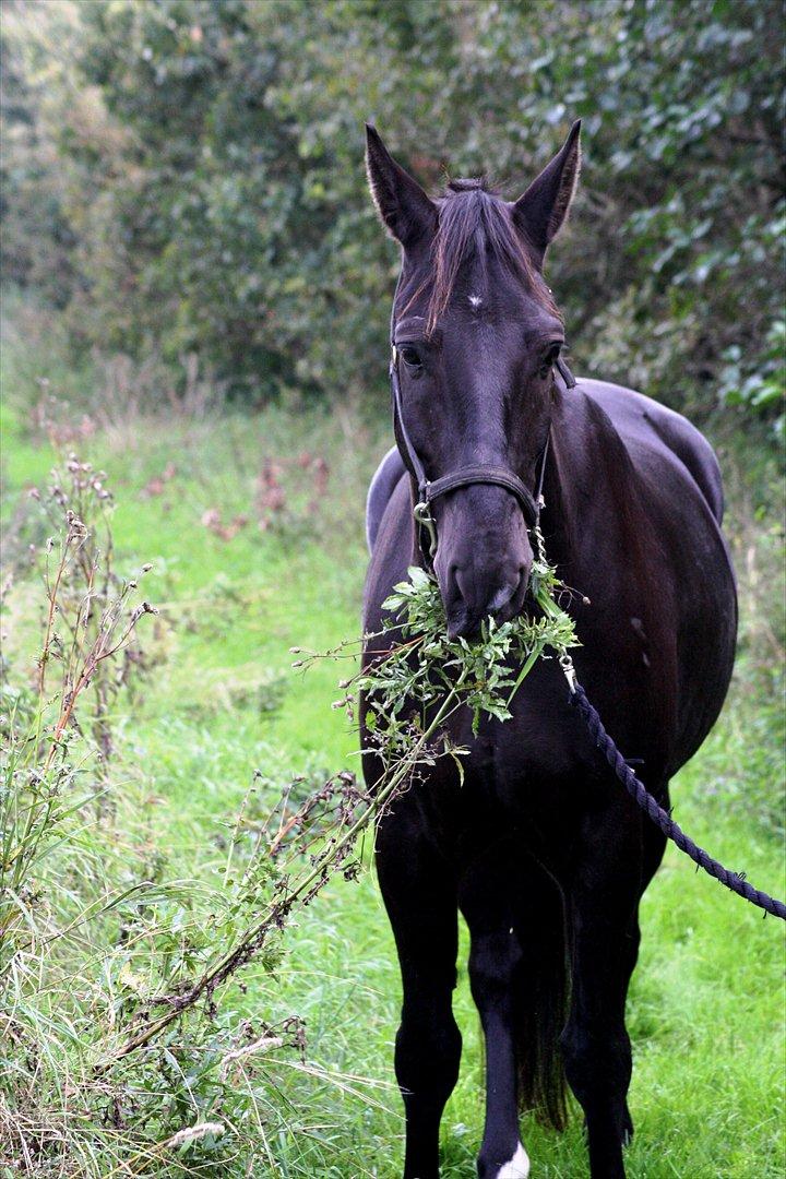 Oldenborg † Cavalcanti (Pony) - SKS foto billede 16