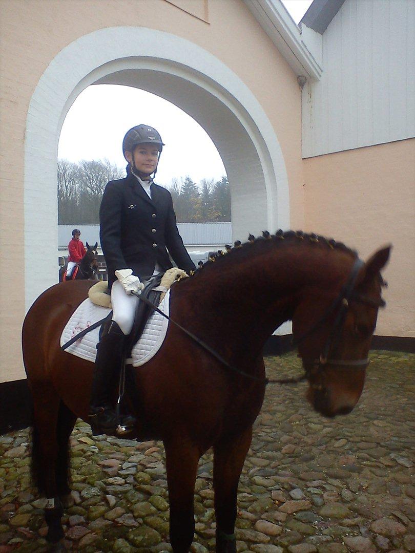 Tysk Sportspony Limbo spirit (gammel part) billede 4
