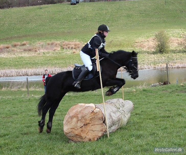 Welsh Cob (sec D) Garnfach Lona (Lonski) **SOLGT ** - Slut spring til vores første Terræn stævne - CNCP80. Hvor vi fik en 1 plads. billede 2