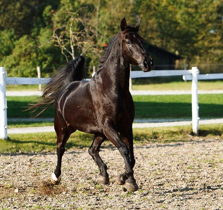 Oldenborg † Cavalcanti (Pony) - JP-photo billede 1