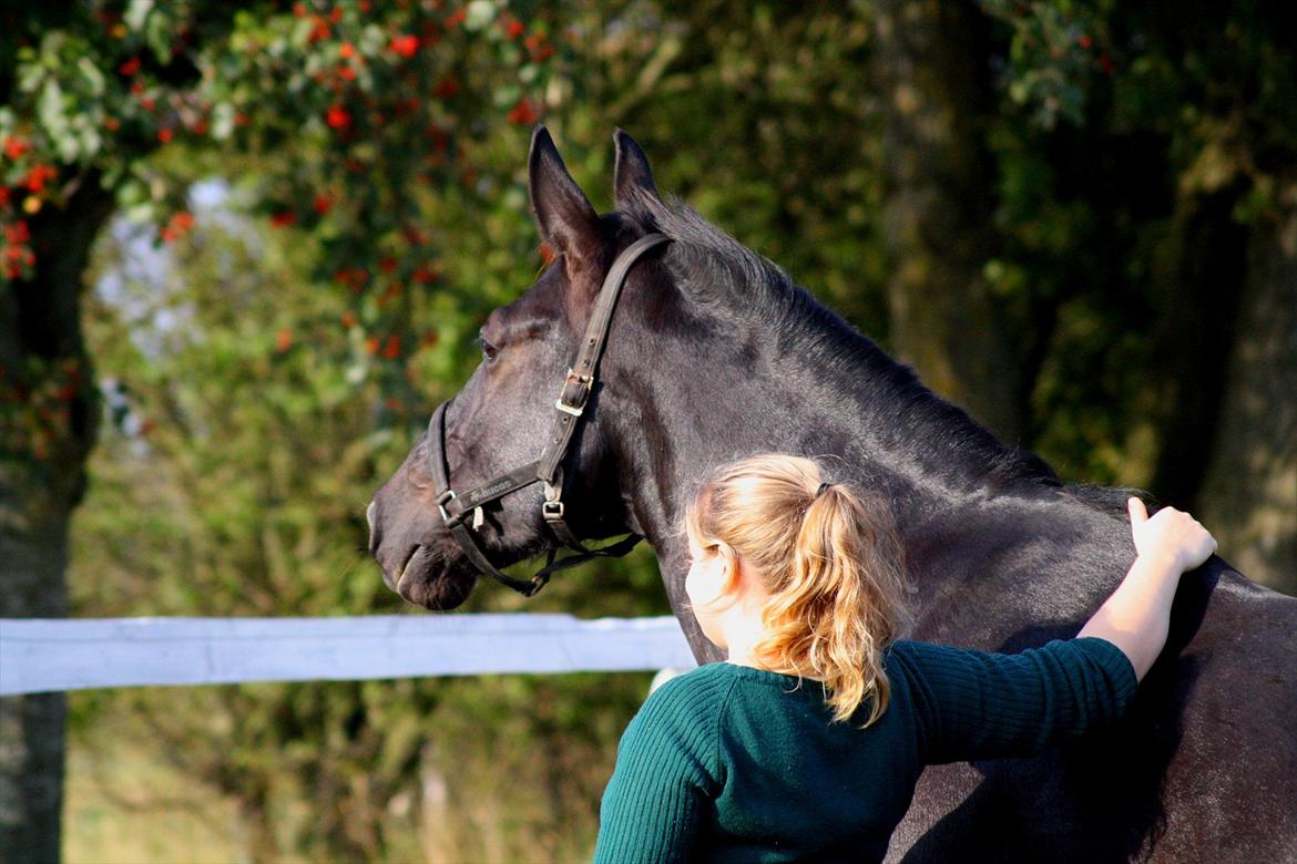 Oldenborg † Cavalcanti (Pony) - SKS foto billede 20