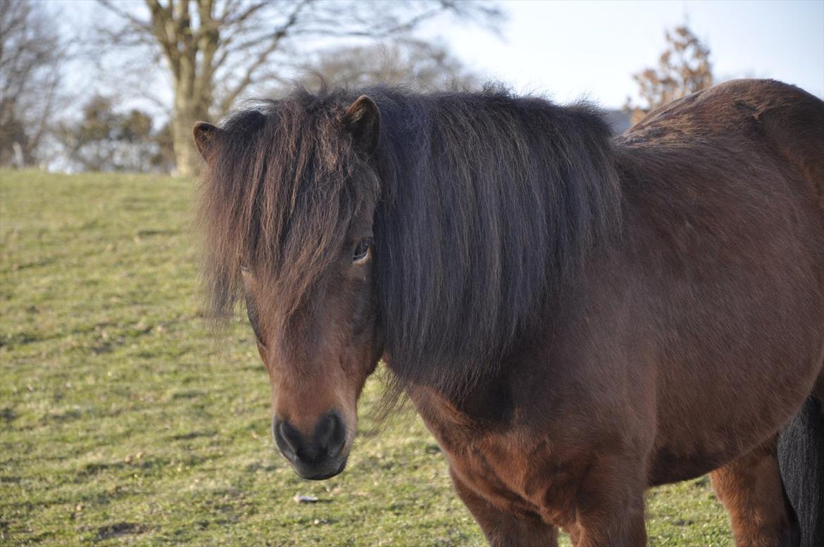 Islænder Óðinn fra lille Nørregård - velkommen til Odinn's profil<3 billede 1