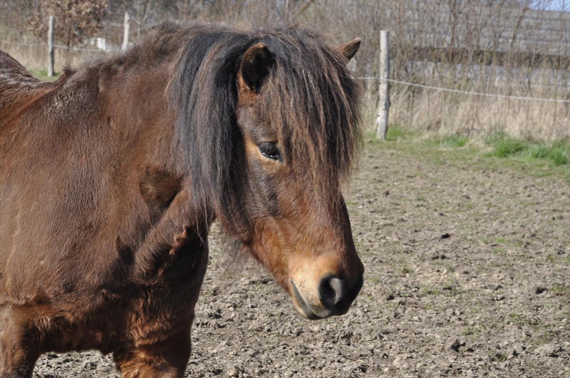 Islænder Óðinn fra lille Nørregård - Gode venner kan lave alting sammen, men kun de bedste kan lave ingenting sammen billede 2