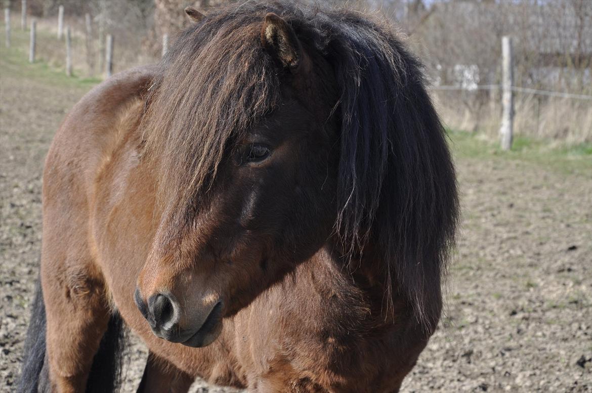 Islænder Óðinn fra lille Nørregård - To understand the soul of a horse is the closest human beings can come to knowing perfection. 
 billede 3