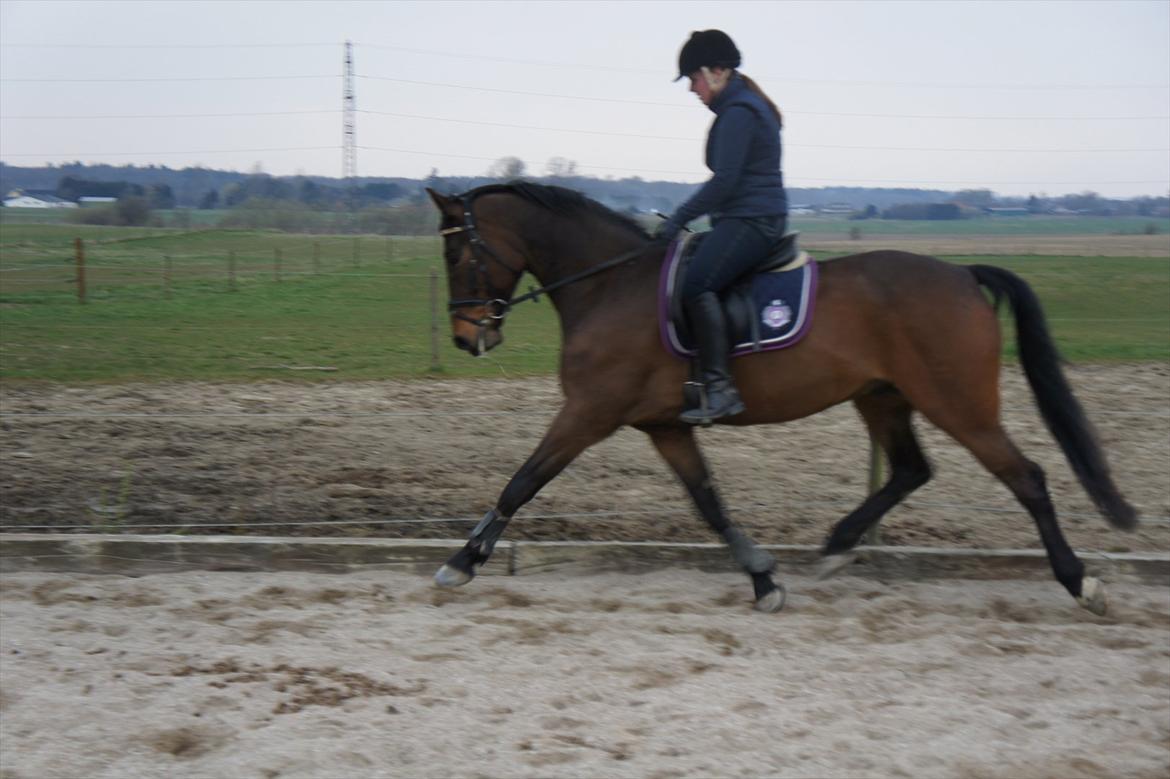 Dansk Varmblod Stald Mejses Cordell - Basse og jeg d. 18.04.2012.
3 gang jeg ridder ham :-)
Fotograf: Bianca Pedersen billede 2