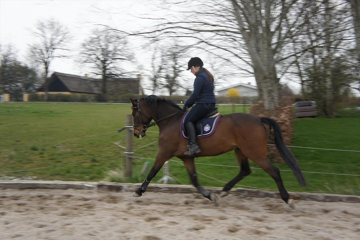 Dansk Varmblod Stald Mejses Cordell - Basse og jeg d. 18.04.2012.
3 gang jeg ridder ham :-)
Fotograf: Bianca Pedersen billede 4